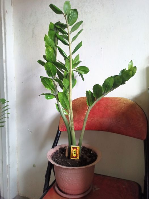 Замиокулькос дол