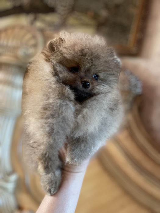 Щенки шпица