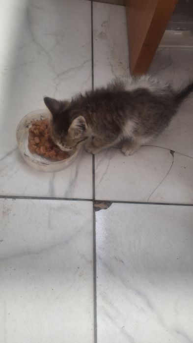 Отдам котенка в добрые руки