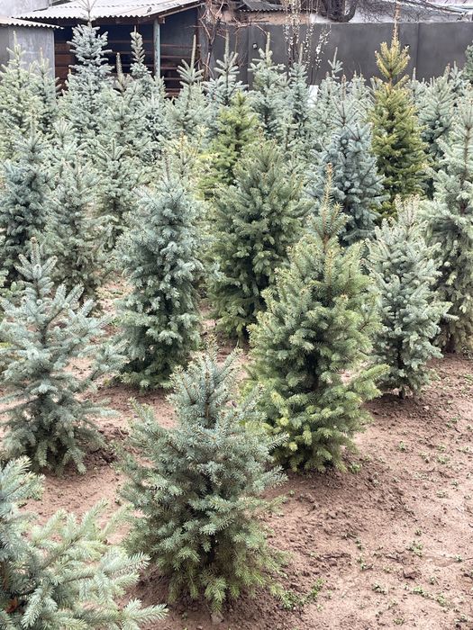 Голубая ель Archa goluboy moviy pitomnikdan 0.5 metrdan 6 metrgacha