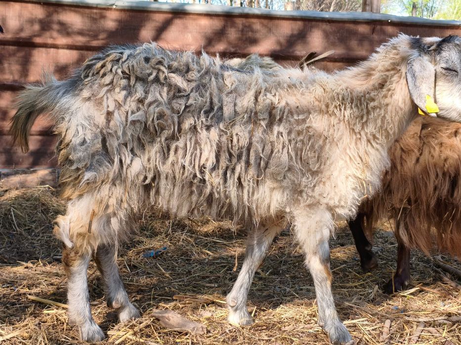 продам трёх казлов