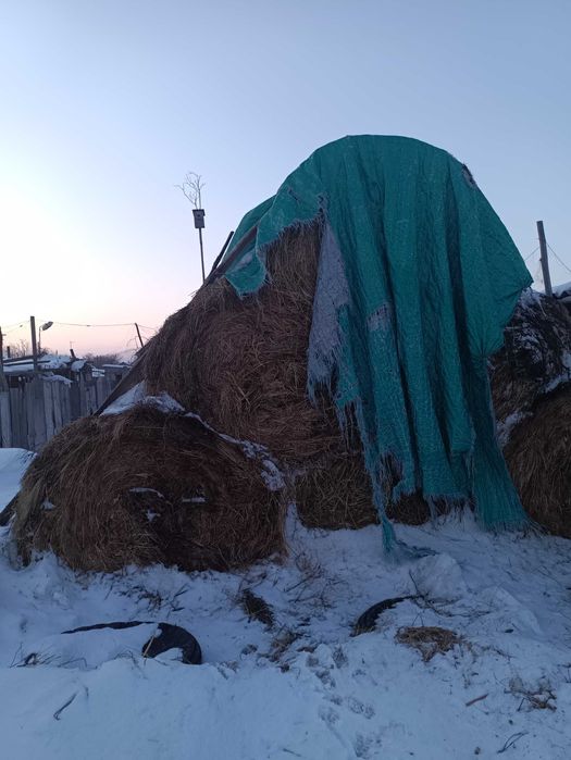 Продам сено  в рулонах