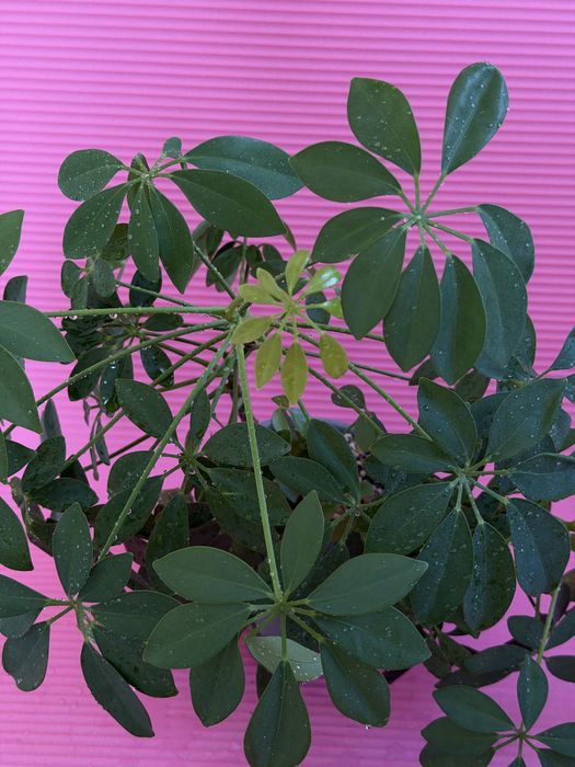 Шеффлера комнатная