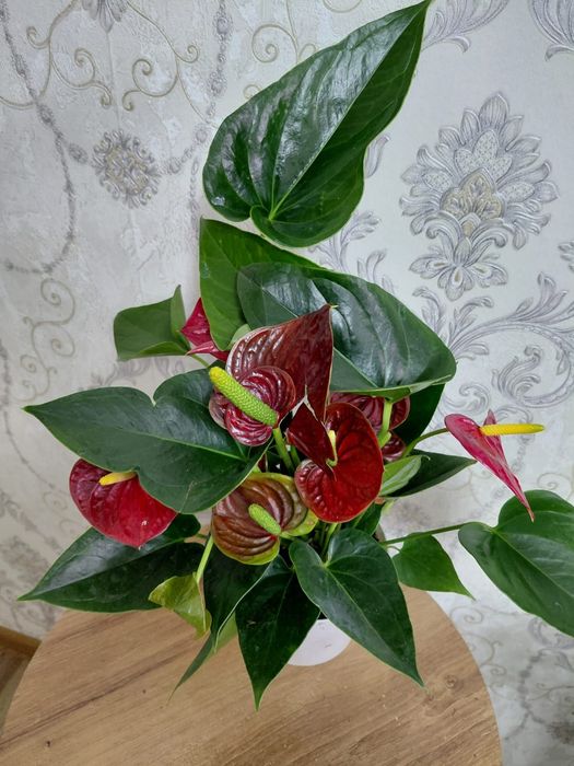 Комнатные растения