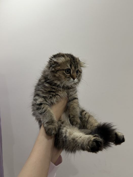 Продам котенка шотландского