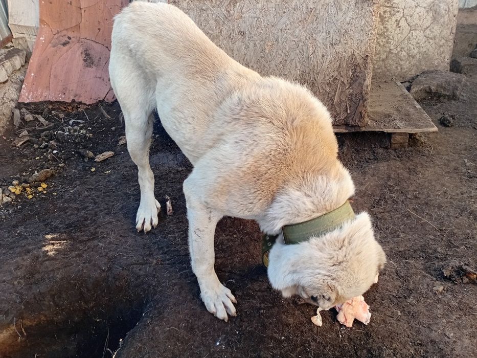 Продам алабая, кобель