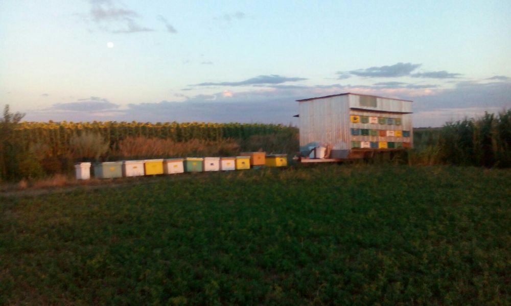 Miere de vanzare productie 2024