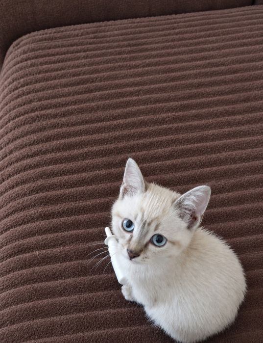 Котенок в добрые руки