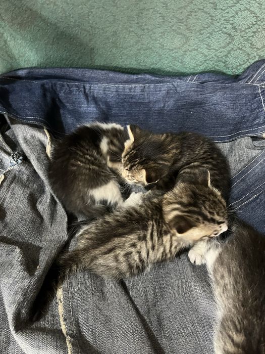 Отдам котят в хорошие руки!!!