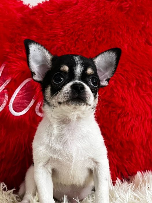 Чихуахуа мальчик продам