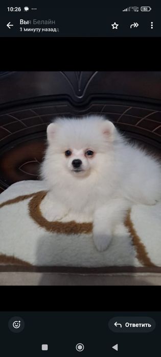 Мини померанский шпиц