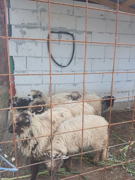 Vand 7 miei de anul asta