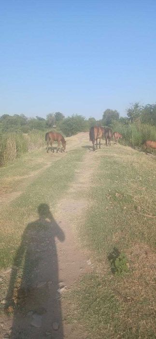 Ona,bola biya kelishtirib bervoraman.