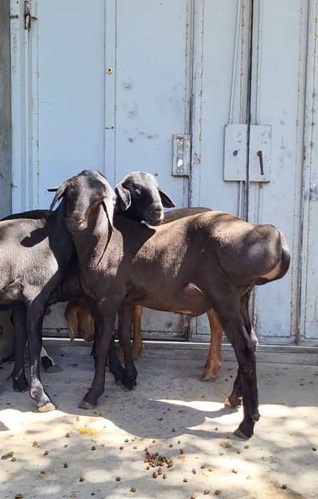 Куй юнгини олиш хизмати 
Тошкет шахар бойлаб 
Жигаридиги курт