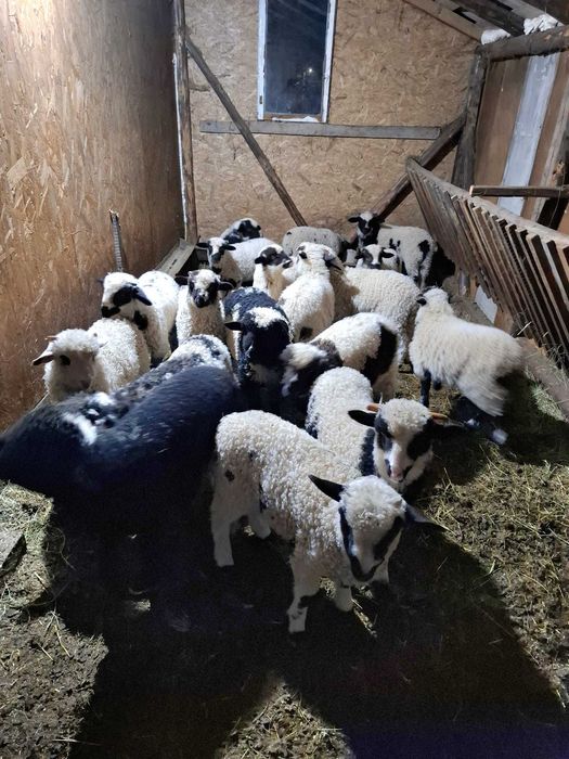 Vând miei sănătoși și bine îngrijiți