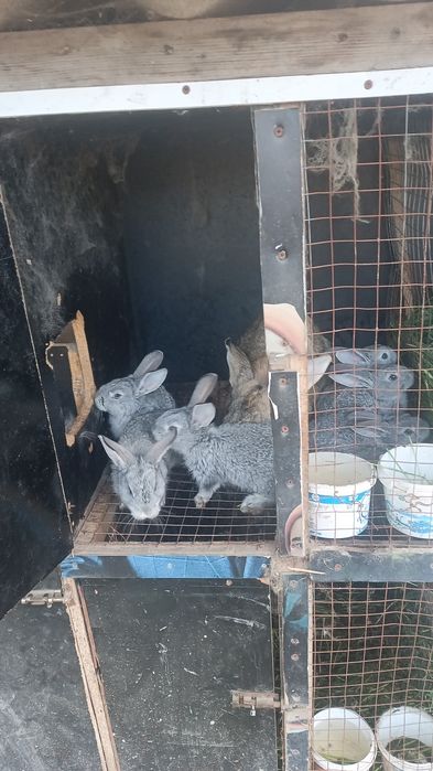 Продаю кроликов Фландр - молодняк 1 мес