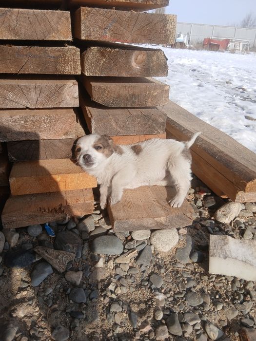 Девочка ищет дом