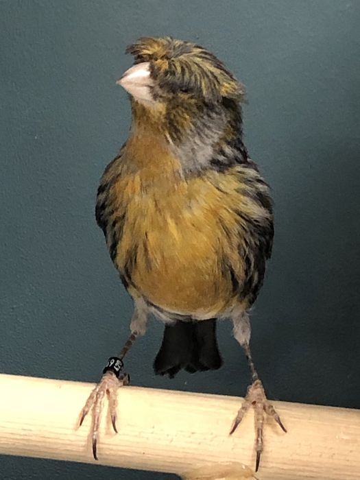 Канарейка (кенор) самец