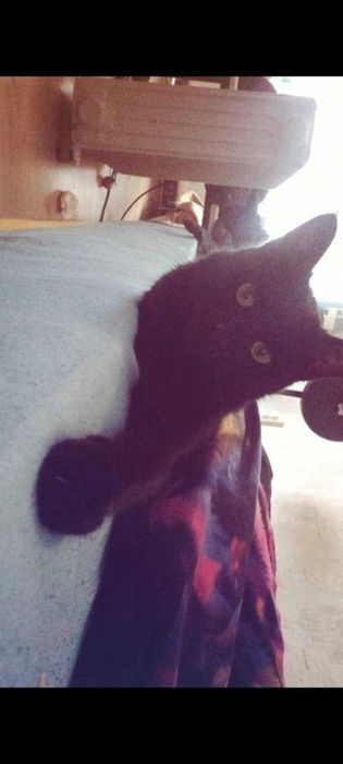 Черна принцеса ! Котенце любящо и търси своя нов дом.Поемам пътя !