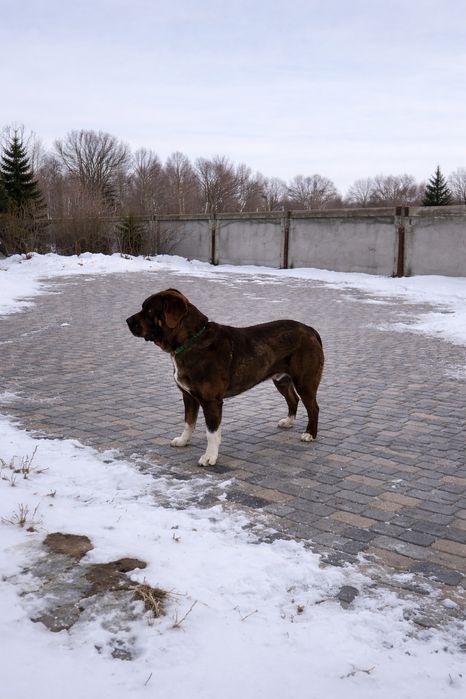 Продаётся алабай (САО), 1 год 2 месяца