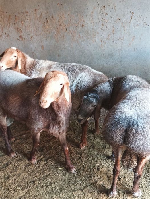 Qirg'iz zot Qo'cqorla sotiladi urug'likka