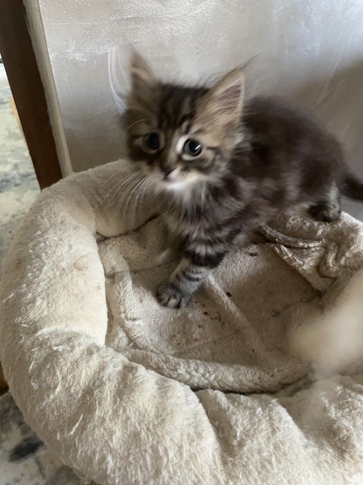 Norvegiana de padure ,fetita !