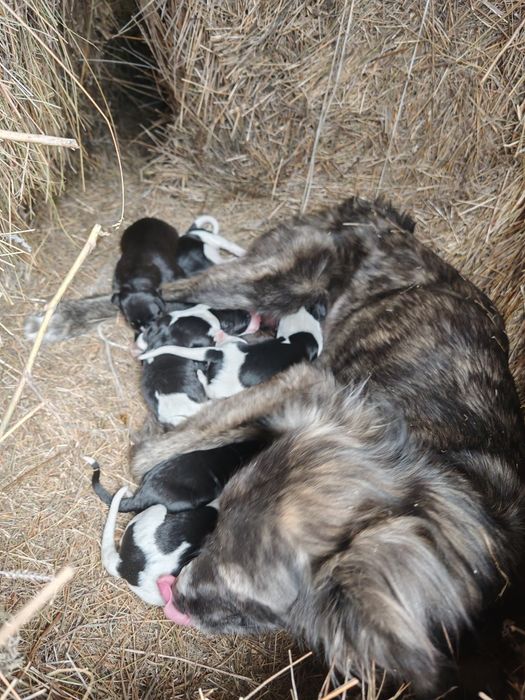Продам щенков, от рабочих собак
