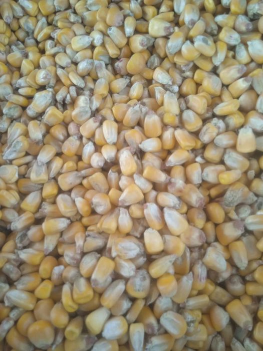 Makka jo'xori zor narx кукуруз