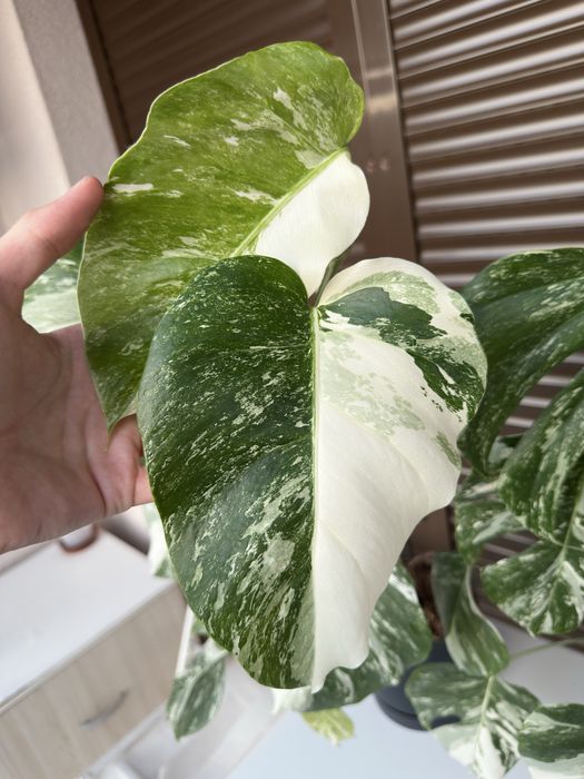 Monstera Albo Variegata (Монстера Албо Вариегата)