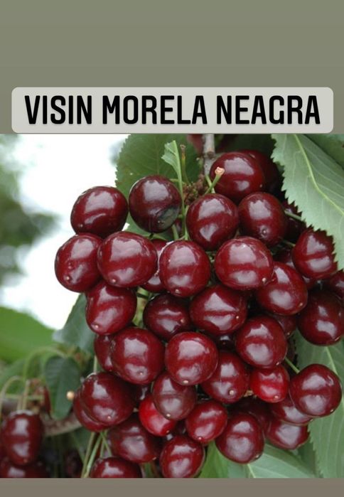 Vișin (Soiul Morella Neagra )