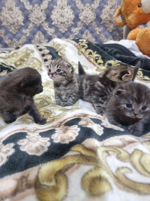 Продаю породисьих