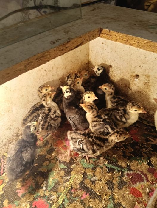 Puiii de  curcă românești
