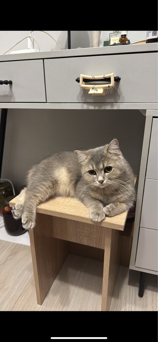 Кошка в добрые и ответственные руки (Астана)