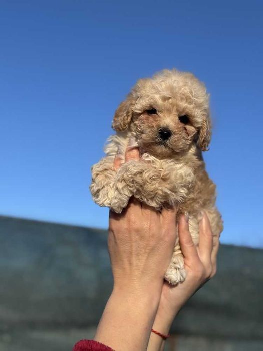 Щенки Мальтипу Ф1