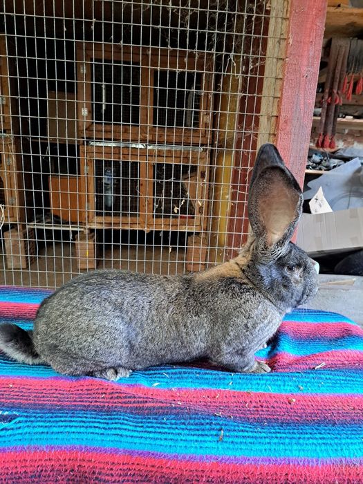 Vand iepuri urias german