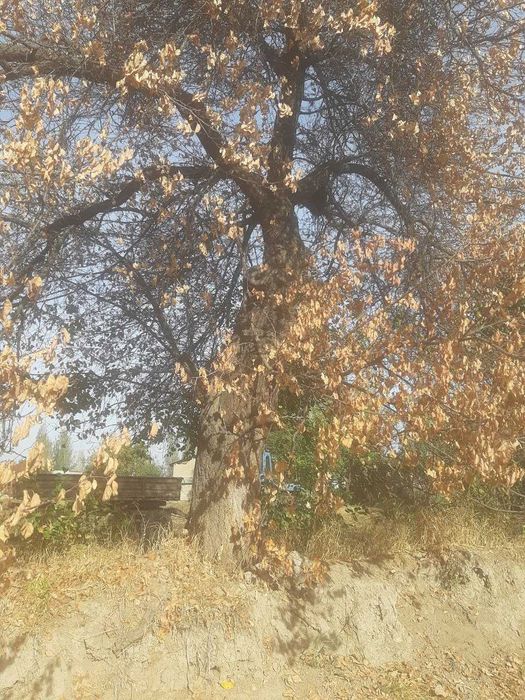 Òtinga daraxt sotiladi. Òrik va yonĝoq