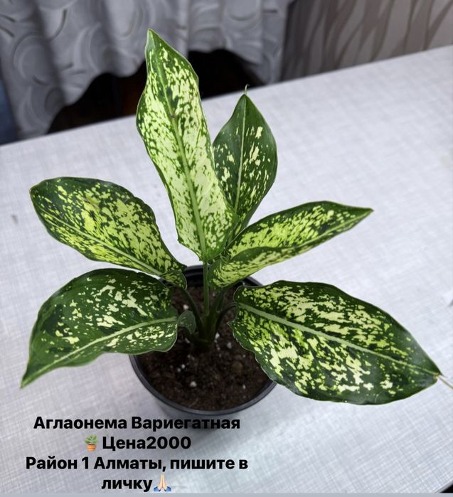 Продам комнатные цветы бегонии, олеандр