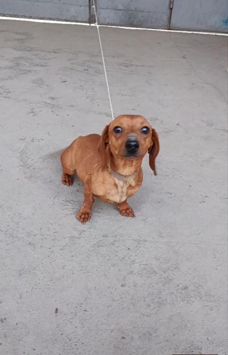 Такса девочка...