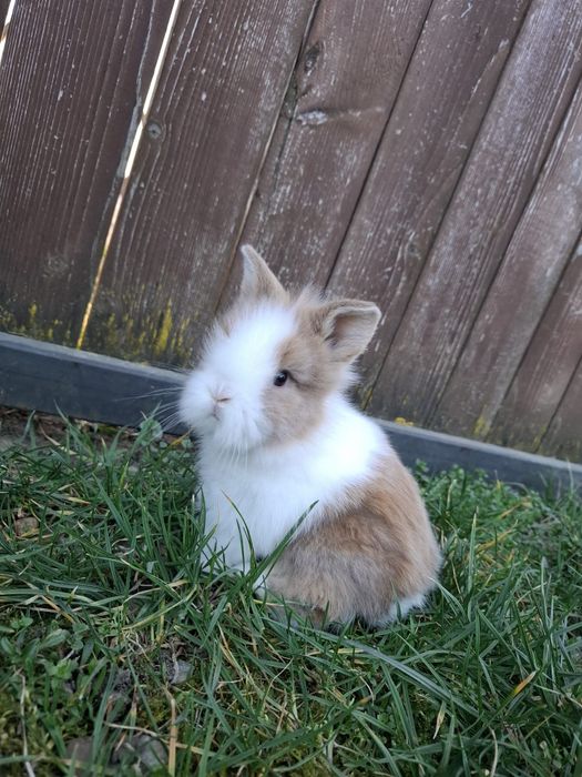 Vând iepuri din rasa cap de leu pitic