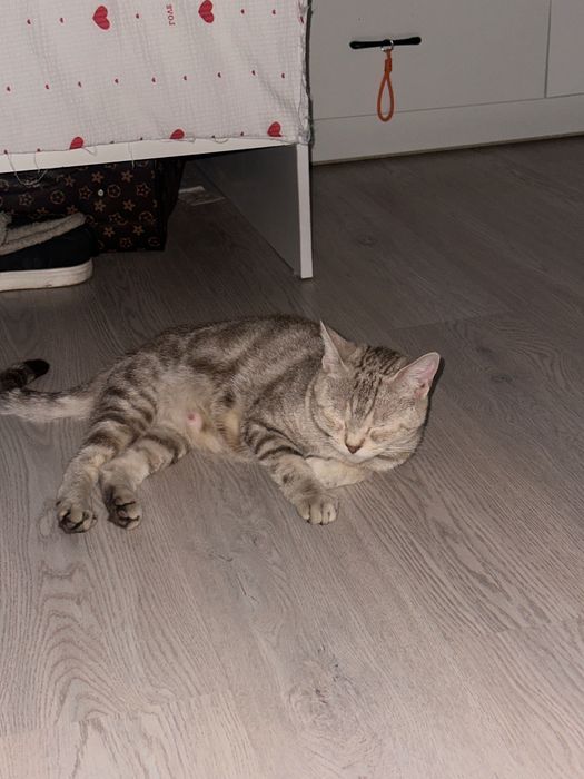 Кошка шотландский