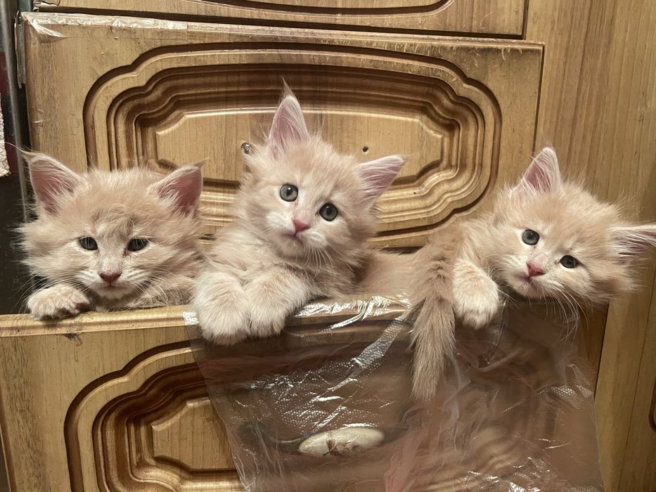 Продаются котята мейн-кун