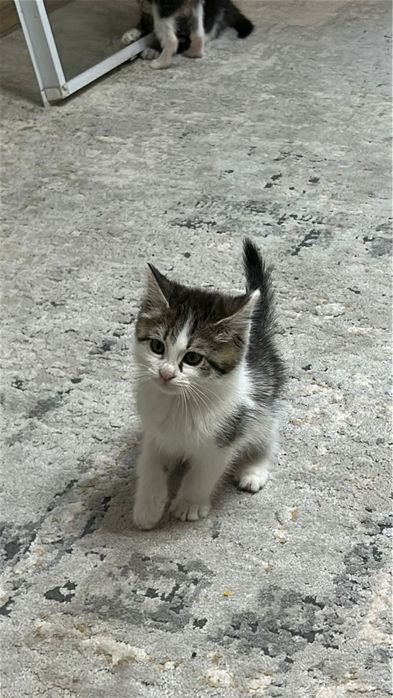 Котята бесплатно в добрые руки
