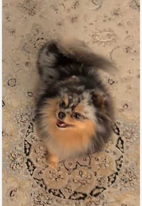 Померанский шпиц