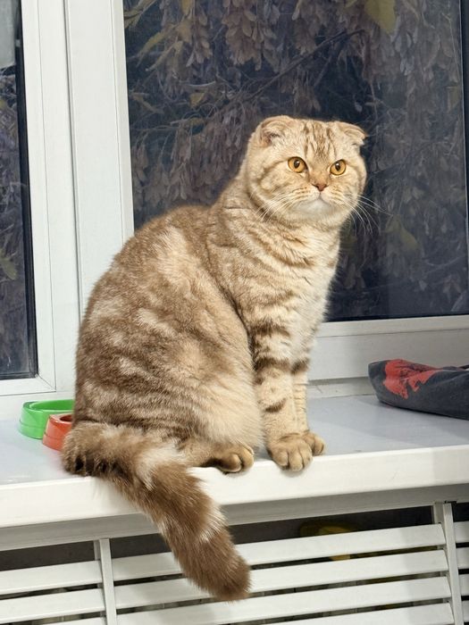 Продам шотландскую кошку