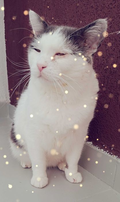 Adoptie pisoca motan alb castrat