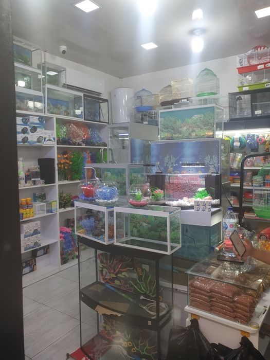 Akvarium va baliq Dõkoni sergili