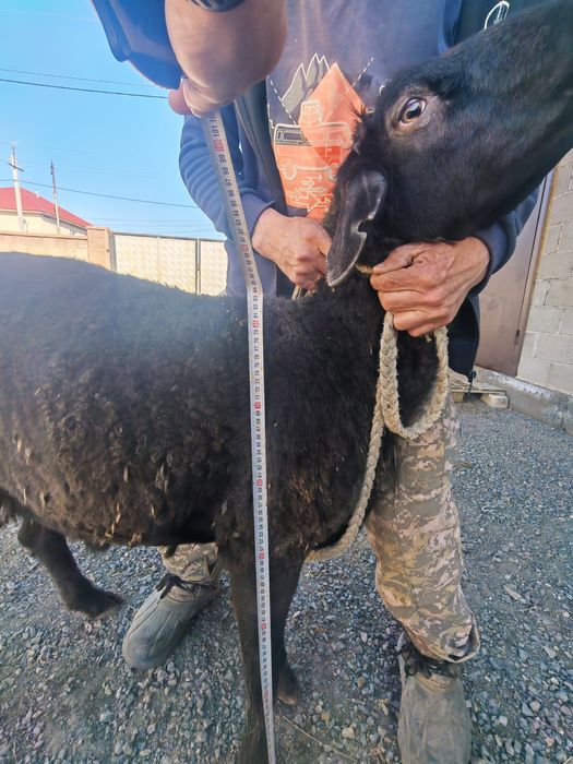 Қошқар, (гисар) сатылады