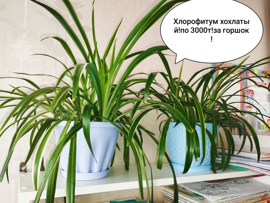 Продам комнатные растения