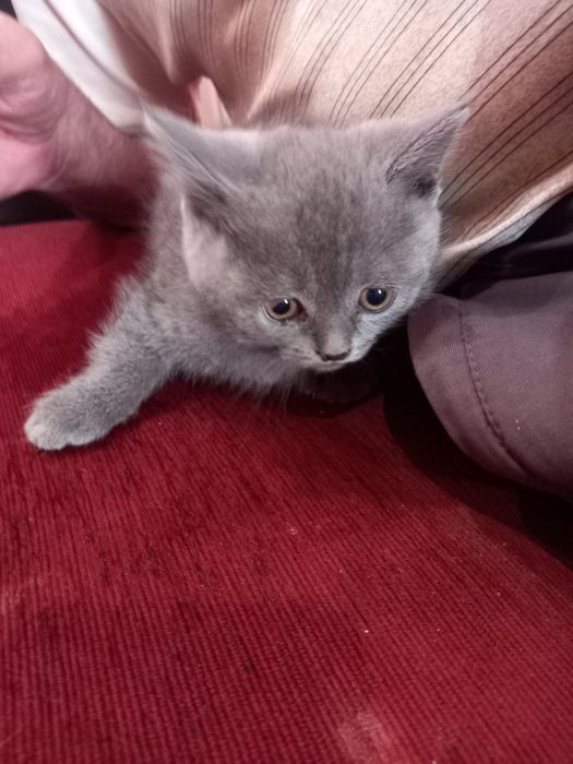 Продавам женско коте британче. Котето се намира в Плевен 150 евро . Контакт 0877773047