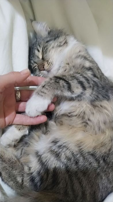 Мейкун мушук сотилади 8ойлик кизалок